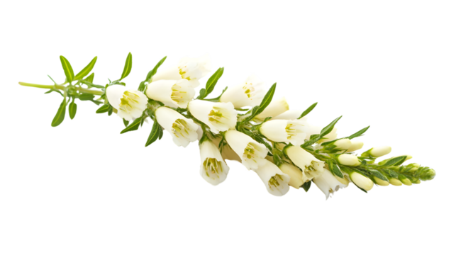 Premium Heath Flower Isolated on White Background for Professional Designs