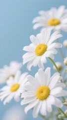 Fototapeta premium daisy i