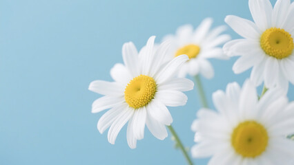 Fototapeta premium daisies 