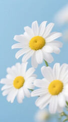 Obraz premium daisies 