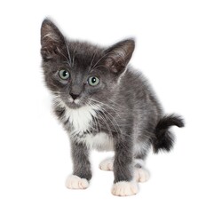 Obraz premium Gray and White Kitten with White Paws