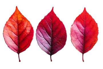Three vibrant red leaves displayed against a dark black background
