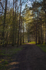 Dirt tourist road through the forest.