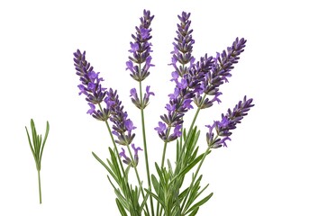 Naklejka premium A close up of lavender flowers with green leaves isolated against a plain white background view from above