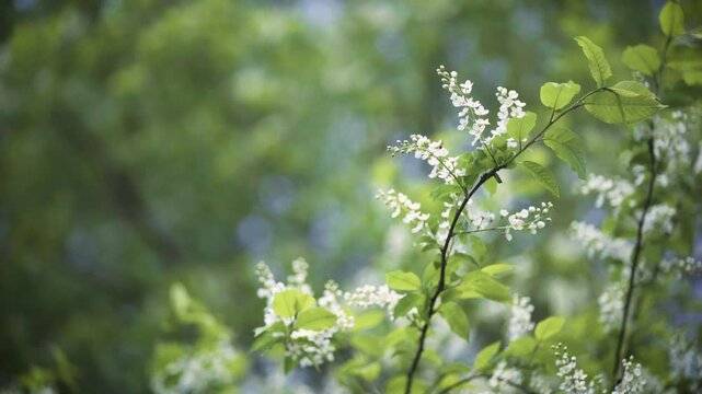 Bird cherry (Prunus padus) tree blooming in spring, calm spring green background, soft dreamy pastels