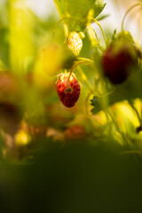 Obraz premium Ripe strawberries grow on bushes on a sunny summer day