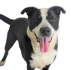 Smiling Black and White Mixed Breed
