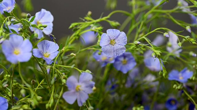 beautiful video of flax flowers