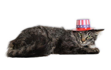 Patriotic Longhaired Tabby Cat