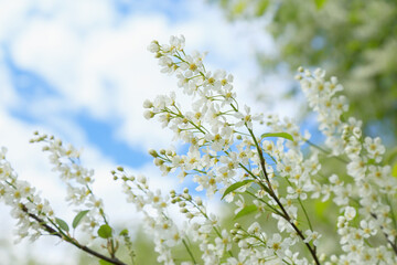 Flowering branches of bird cherry in spring