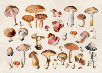 Mushroom collection  in soft colors on a textured beige background.