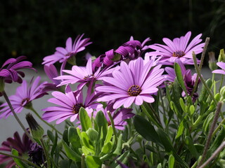 Kapmargeriten in Lila