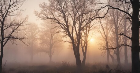 Soft dawn light filters through fog-shrouded branches ,  natural,  peaceful,  atmospheric