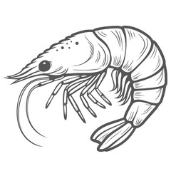 Detailed Line Art of a Common Prawn
