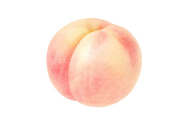 桃のイラスト 水彩 白桃