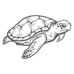 Flatback Sea Turtle Line Art Illustration