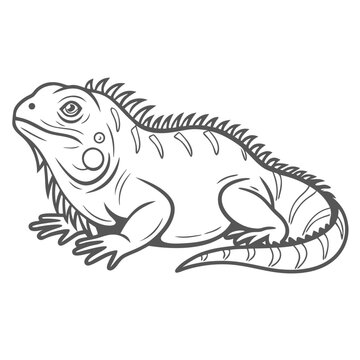 outlined iguana reptile drawing clip art preview