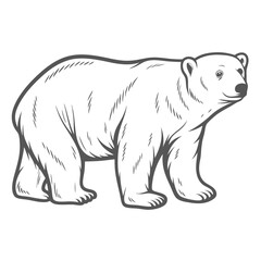 Polar Bear Illustration, Ursus Maritimus, Line Art