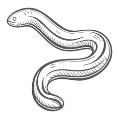 Ribbon Worm Illustration - Nemertea Phylum