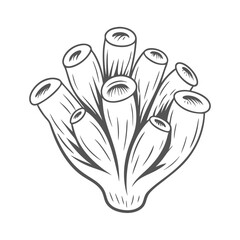 Sea Squirt Ascidian Vector Illustration, Outline