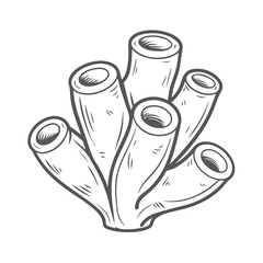Sea Squirt Colonial Ascidian Line Art Illustration