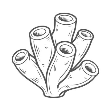Sea Squirt Colonial Ascidian Line Art Illustration