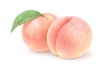 桃のイラスト 水彩 白桃