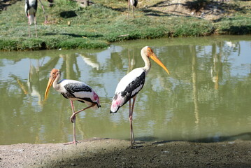 Milky Stork (Mycteria cinerea)