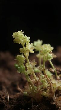 Close-up shot displays light green Parietaria plant growing in soil against a black background, highlighting the small flowers.