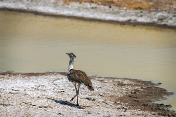 Safari im Ngorongoro Krater