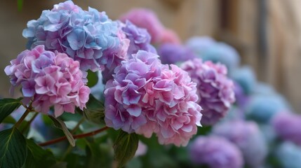 Obraz premium Vibrant hydrangea macrophylla blossoms showcase a mesmerizing palette of pink, blue, and purple hues. Their lush petals fill the garden with life and color, creating a serene atmosphere