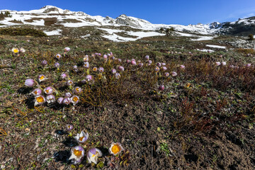 Premières fleurs de montagne, au printemps, après le retrait de la neige.