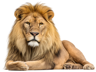 Majestic lion rests regally, with golden mane, intense gaze, on a transparent background, creating a striking contrast