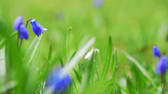 Blooming in a spring meadow, beautiful blue siberian squill flowers create a vibrant and colorful scene, showcasing the delicate beauty of nature and the essence of renewal