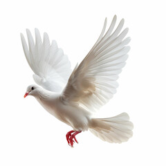 Obraz premium Majestic White Dove in Flight with Outstretched Wings and Graceful Motion