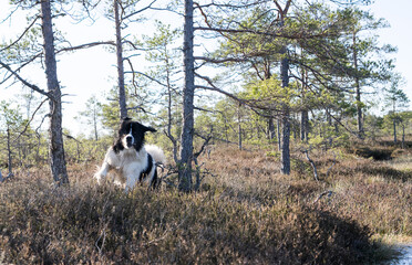 Estonia - April 26 2025: Two Happy Landseer Dogs Enjoying a Bog Lake at Konnu Suursoo Mire. Spring Morning in Scenic Wetland with Peat Moss, Swamp Grass, and Reflections in bog pool