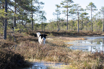 Estonia - April 26 2025: Two Happy Landseer Dogs Enjoying a Bog Lake at Konnu Suursoo Mire. Spring Morning in Scenic Wetland with Peat Moss, Swamp Grass, and Reflections in bog pool