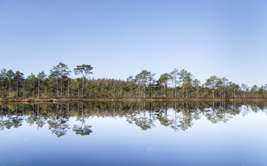 Symmetrical Mire Hollow in K&otilde;nnu Suursoo Raised Bog, Estonia &ndash; Reflections of Bonsai Pines, Blue Sky, and Clouds on Still Water on a Bright Autumn Day in a Protected Wetland Landscape