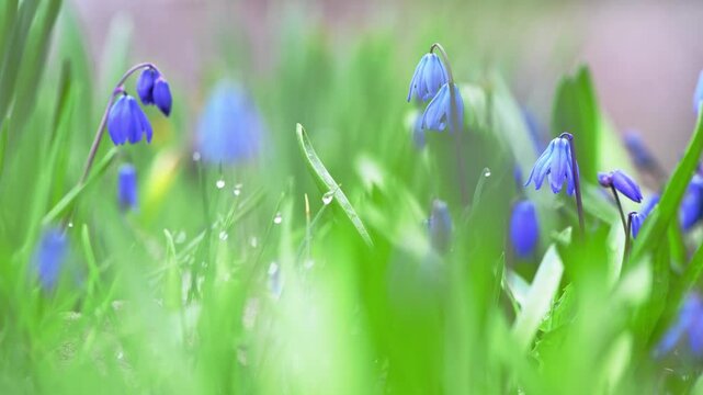 Blooming in a spring meadow, beautiful blue siberian squill flowers create a vibrant and colorful scene, showcasing the delicate beauty of nature and the essence of renewal