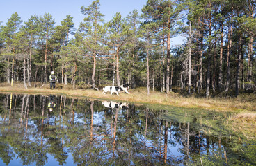 Estonia - April 26 2025: Two Happy Landseer Dogs Enjoying a Bog Lake at Konnu Suursoo Mire. Spring Morning in Scenic Wetland with Peat Moss, Swamp Grass, and Reflections in bog pool
