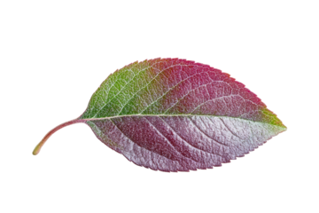 A single frosted autumn leaf vibrant red and green hues against a stark white background