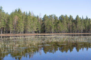 Symmetrical Mire Hollow in Kõnnu Suursoo Raised Bog, Estonia – Reflections of Bonsai Pines, Blue Sky, and Clouds on Still Water on a Bright Autumn Day in a Protected Wetland Landscape