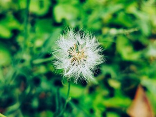 A soft-focus image of a dandelion seed head, with its white fluffy filaments contrasting beautifully against a green leafy background.