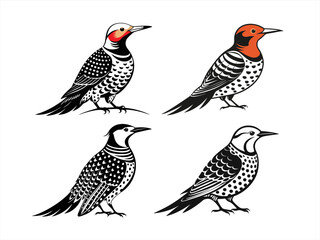 northern flicker sihouette black vector bundle