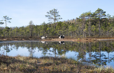 Estonia - April 26 2025: Two Happy Landseer Dogs Enjoying a Bog Lake at Konnu Suursoo Mire. Spring Morning in Scenic Wetland with Peat Moss, Swamp Grass, and Reflections in bog pool