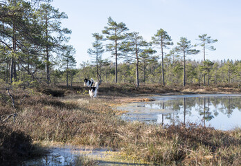 Estonia - April 26 2025: Two Happy Landseer Dogs Enjoying a Bog Lake at Konnu Suursoo Mire. Spring Morning in Scenic Wetland with Peat Moss, Swamp Grass, and Reflections in bog pool