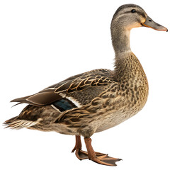 Obraz premium Female Mallard Duck Detailed Profile and Close-Up isolated on transparent background 
