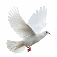 Graceful white dove in mid-flight with elegant outstretched wings
