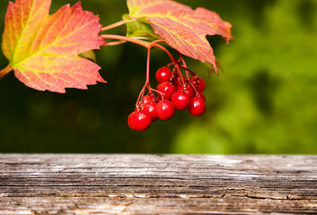 Autumn background. A sprig of viburnum and wooden background. Place for text. Selective focus.