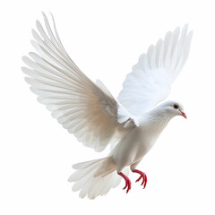 Obraz premium Elegant White Bird with Wings Spread in Mid-Flight Against White Background